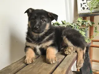 Mixed Breed dogs for sale: Patrick - Ad 2