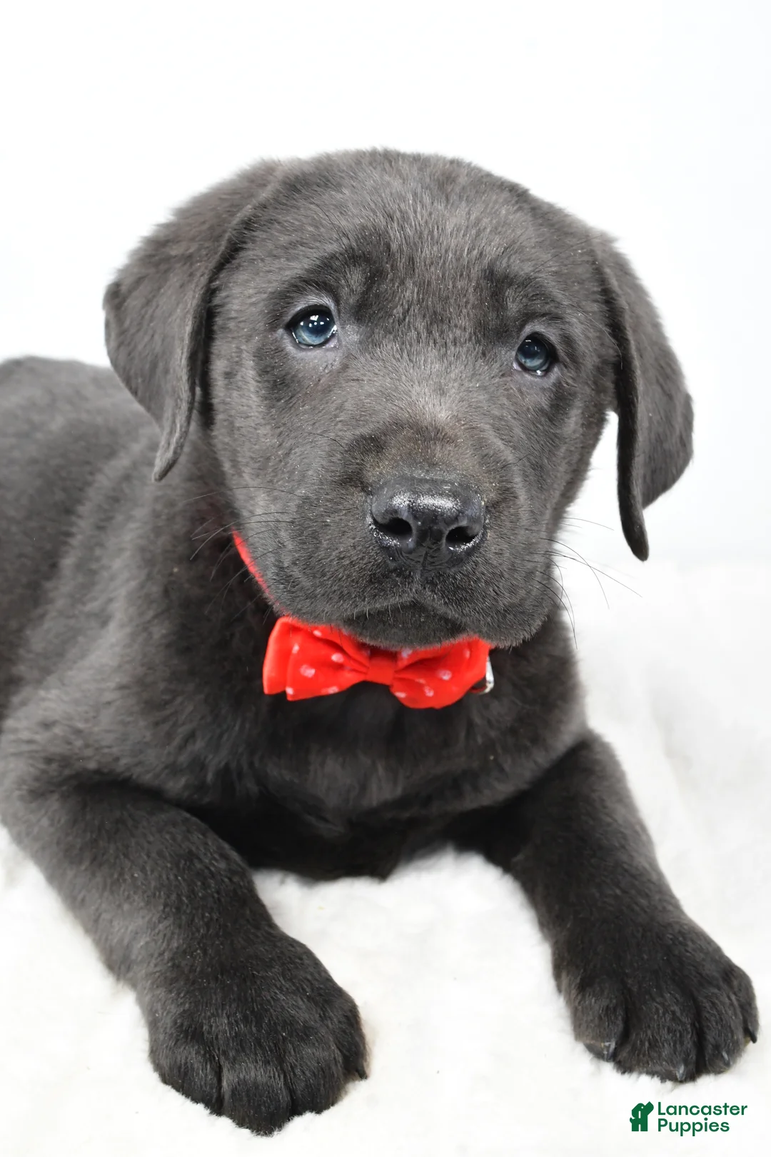 Labrador Retriever dogs for sale: Ritz - Ad 3