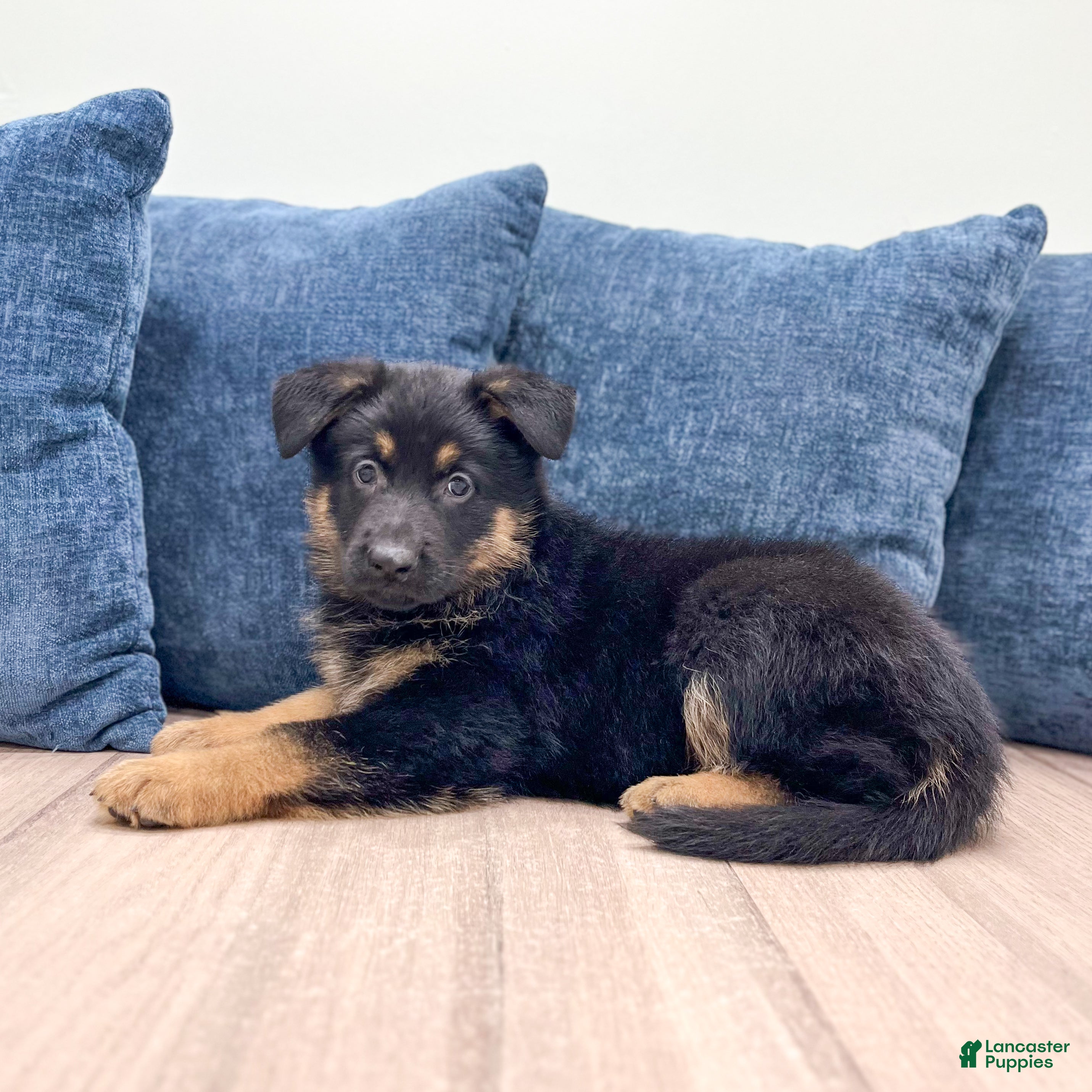 German Shepherd dogs Manny - Ad 1