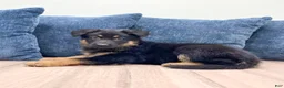 German Shepherd dogs for sale: Manny - Ad 3