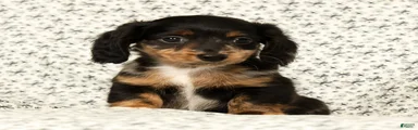 Tucker