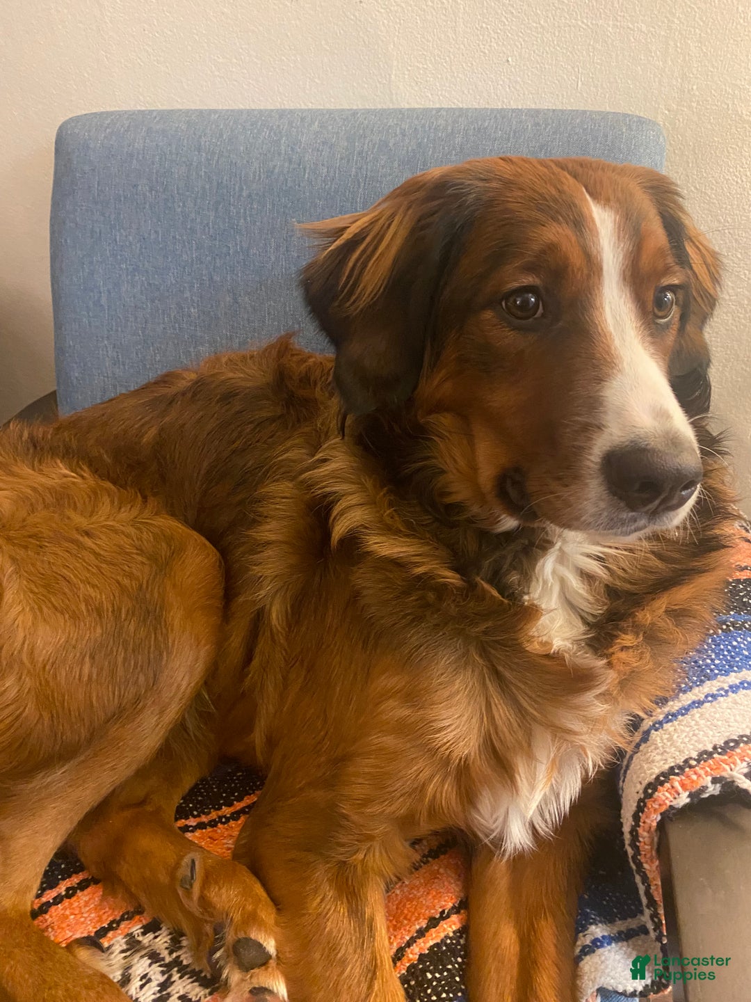 Bernedoodle dogs for sale: Harriet  - Ad 4