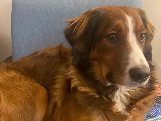 Bernedoodle dogs Harriet - Ad 41