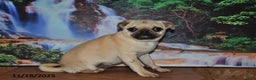 Pug dogs for sale: Wee Willy Winkie - Ad 2