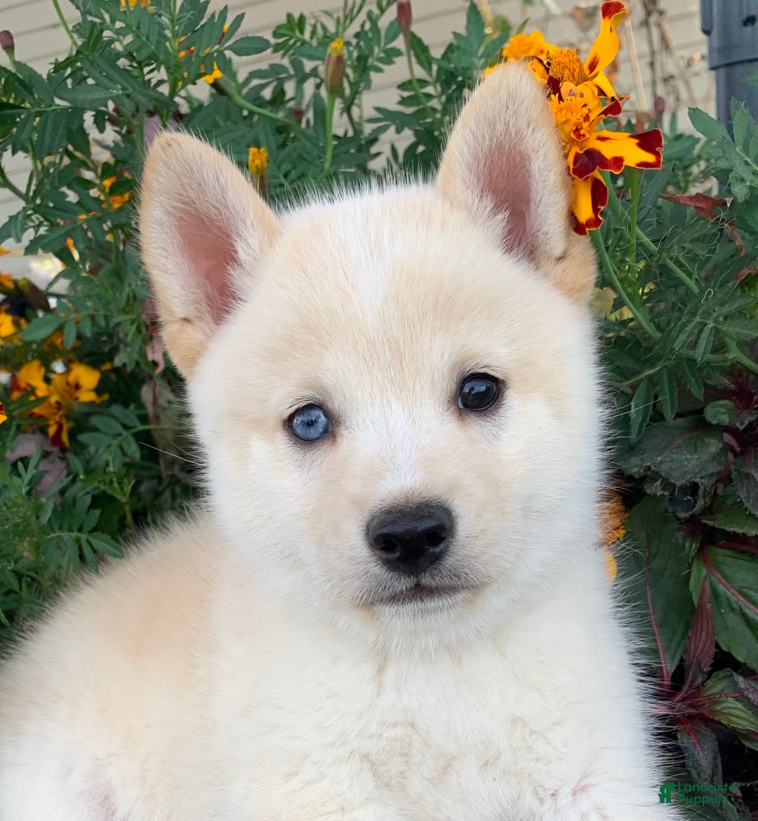 Alaskan Klee Kai dogs for sale: Tiny Mighty Thor - Ad 5