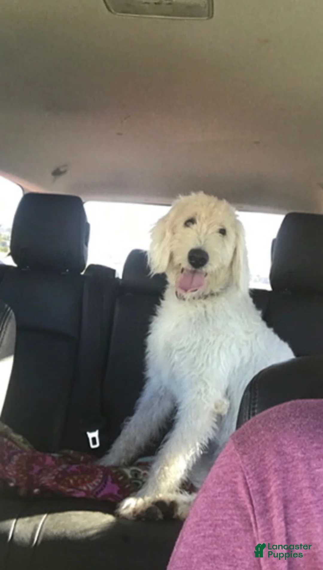 Double Doodle dogs for sale: Double Doodle— ButterCup  - Ad 2