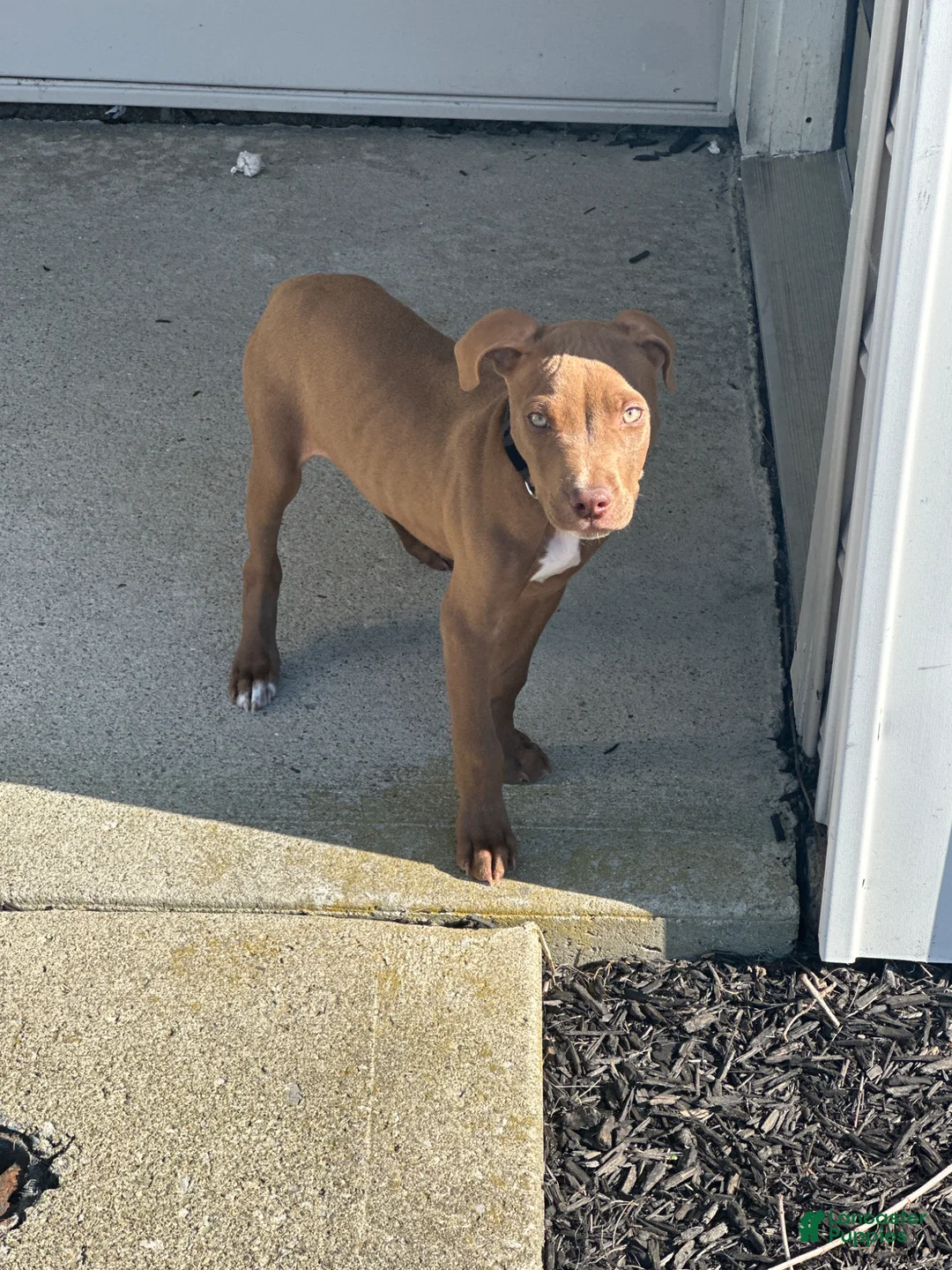 American Pit Bull Terrier dogs for sale: American Pit Bull Terrier Puppy 1 - Ad 4