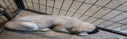 English Mastiff dogs for sale: English Mastiff 4 - Ad 3