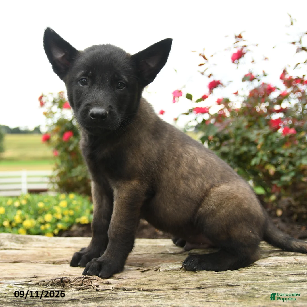 Belgian Malinois dogs for sale: Bruno - Ad 3