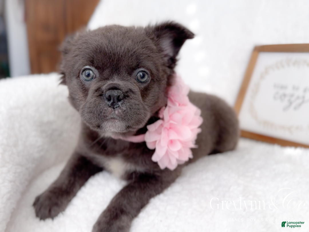 French Bulldog dogs for sale: Dancer Blue Fluffy  - Ad 4