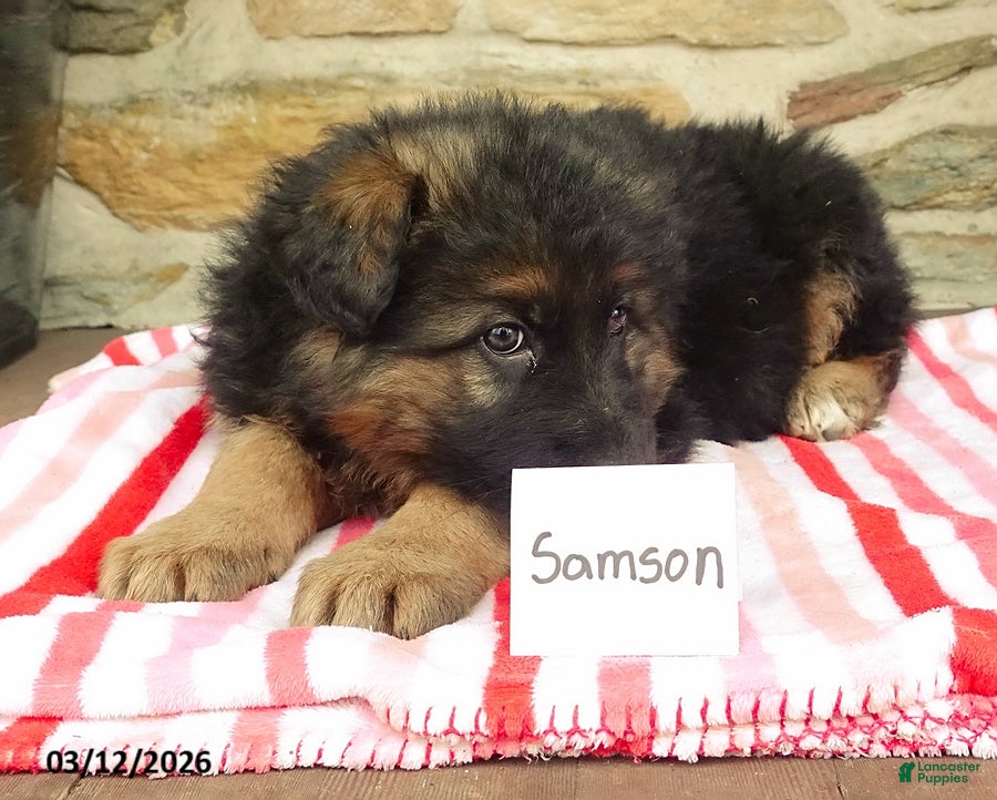 German Shepherd dogs Samson - Ad 2
