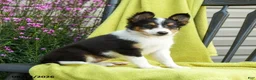 Shetland Sheepdog dogs for sale: Starla - Ad 4