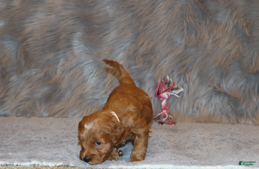 Mini Goldendoodle dogs for sale: Whitney 🌷 Genetic Clear Parents - Ad 15