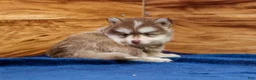 Pomsky dogs for sale: Prince - Ad 3
