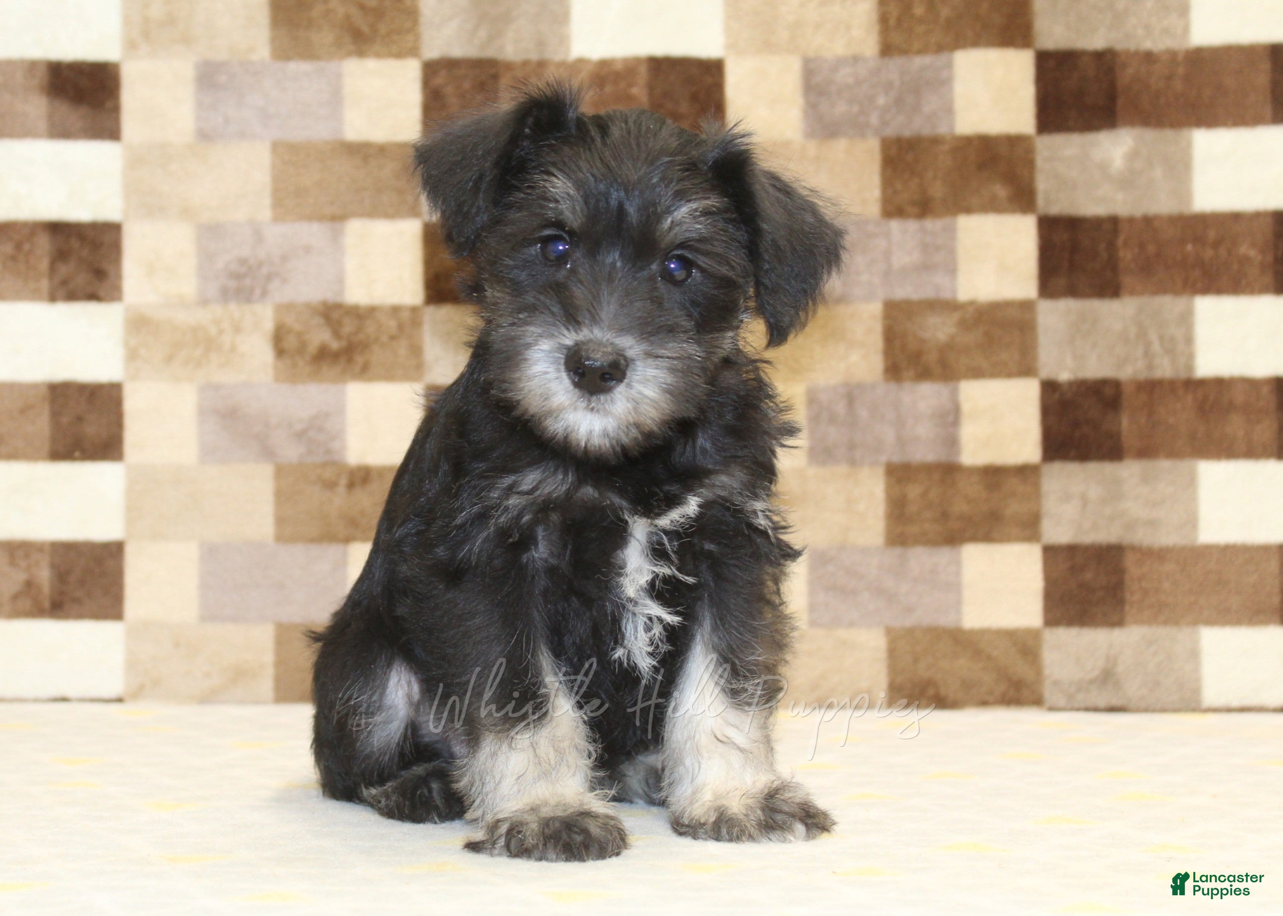 Miniature Schnauzer dogs Tony - Ad 1