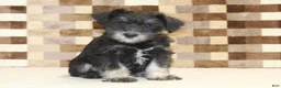 Miniature Schnauzer dogs for sale: Tony - Ad 1