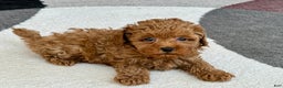 Maltipoo dogs for sale: Shanna - Ad 3