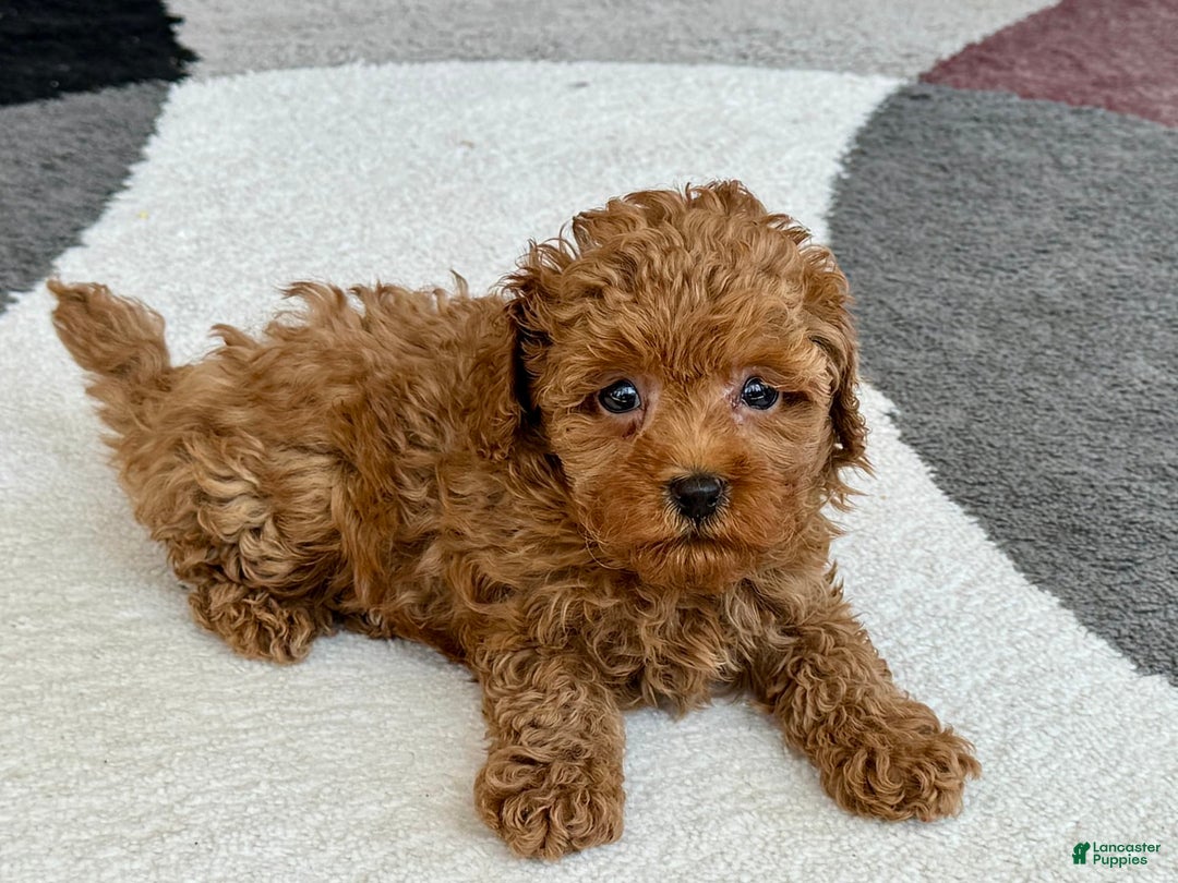 Maltipoo dogs for sale: Shanna - Ad 3