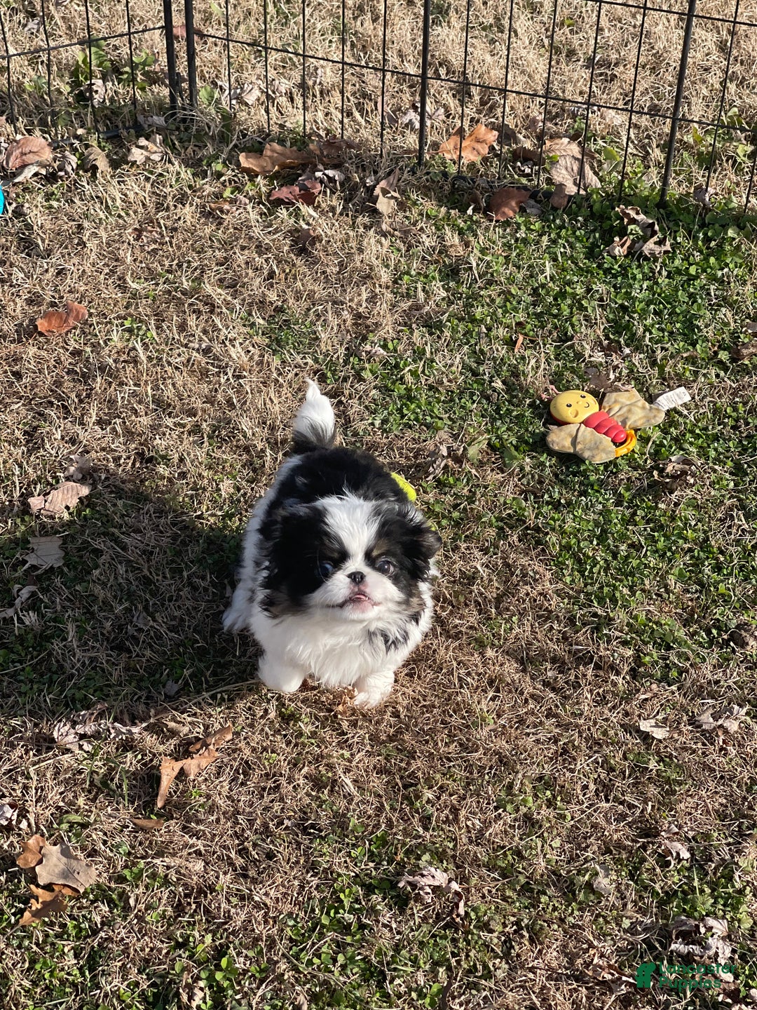 Japanese Chin dogs for sale: Japanese Chin Puppy 2 - Ad 2