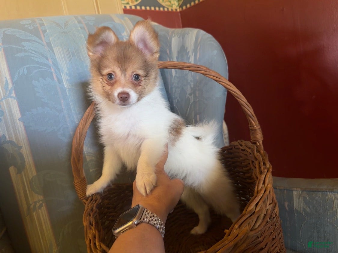 Mixed Breed dogs Papillon/pomeranian breed female - Ad 26