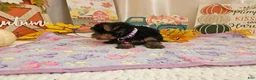 Yorkshire Terrier dogs for sale: Millie Joy - Ad 6