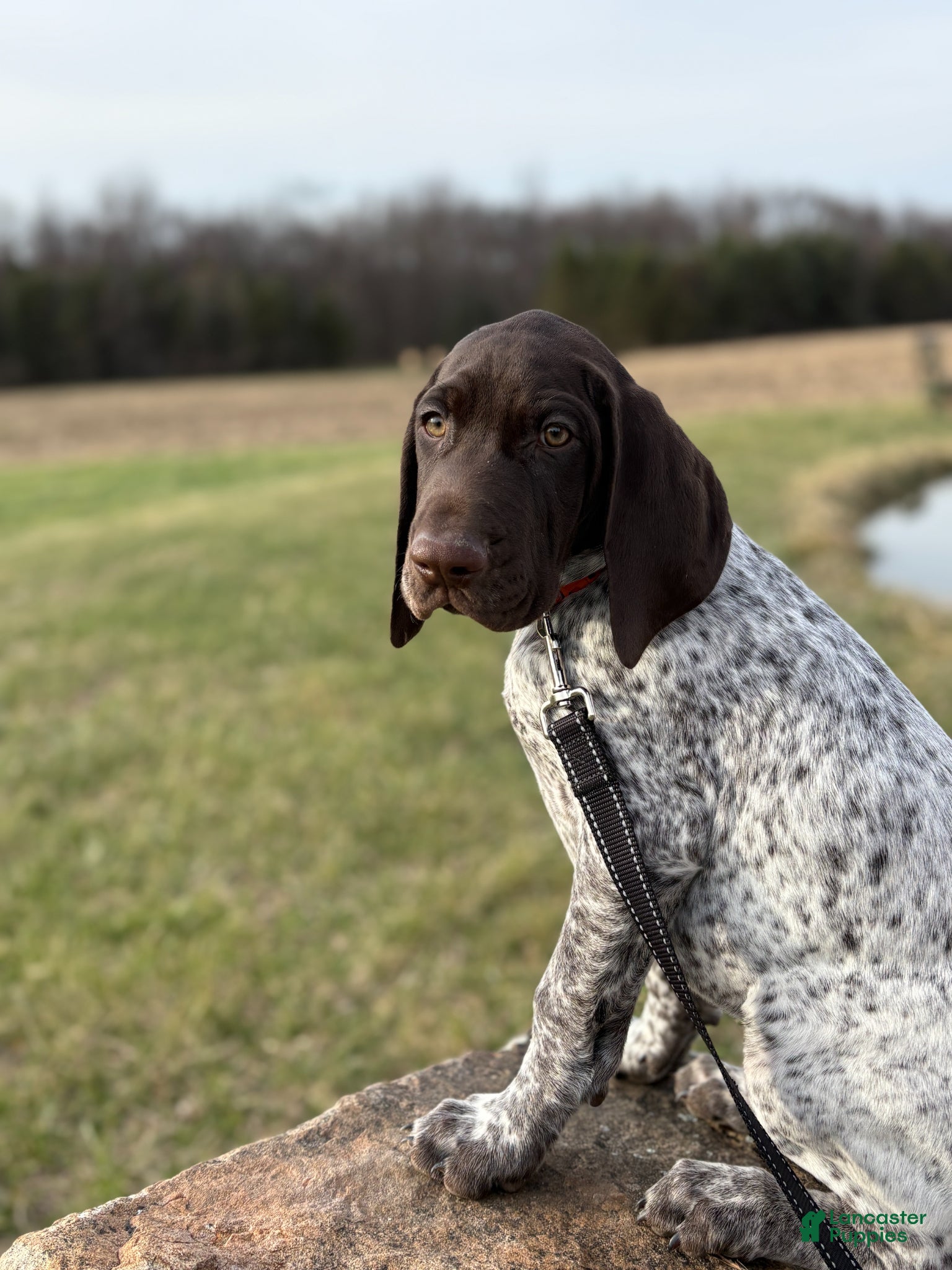 German Shorthaired Pointer dogs German Shorthaired Pointer Puppy 2 - Ad 2