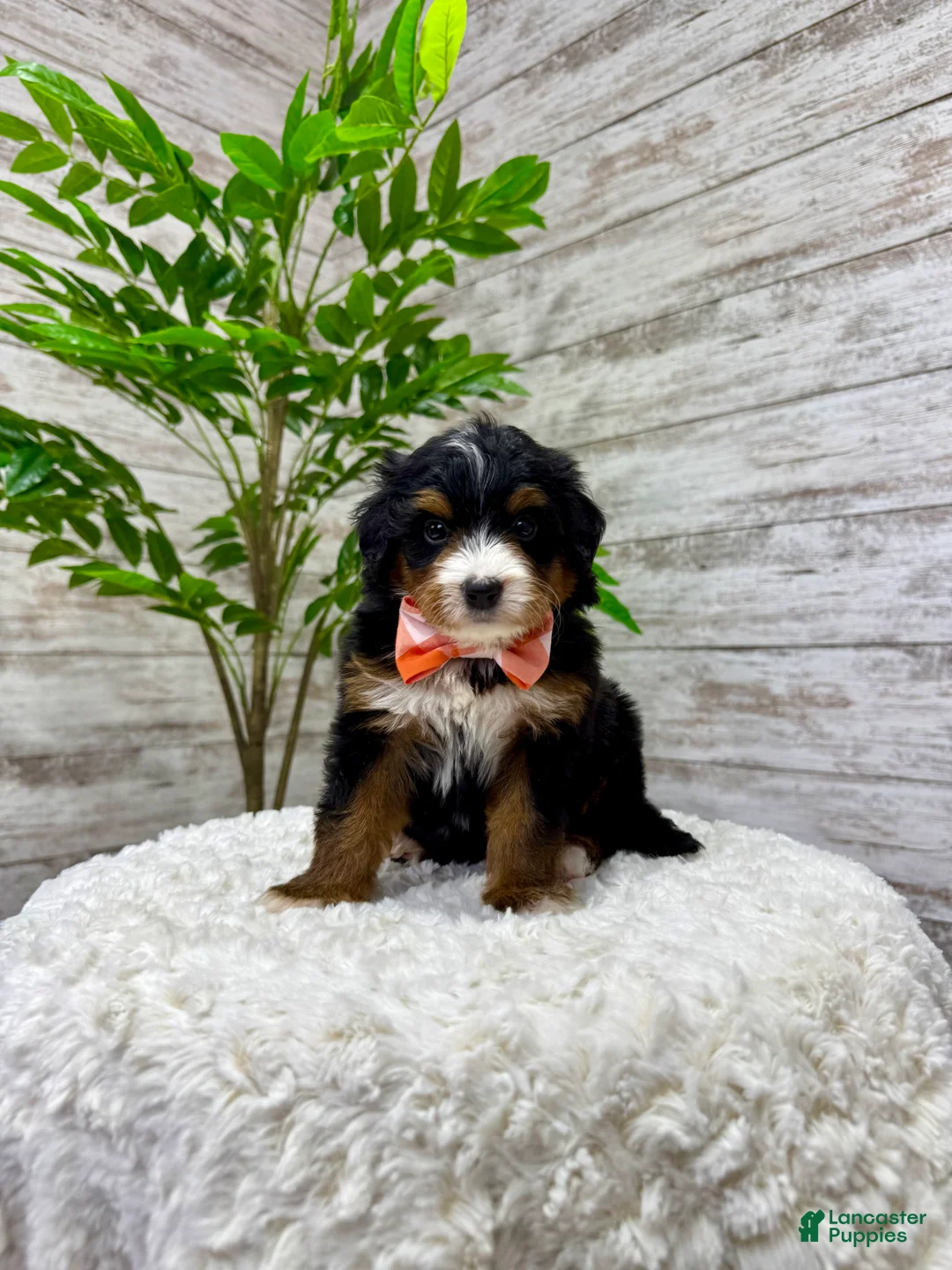 Mini Bernedoodle dogs for sale: 🥰 Macy - Ad 6