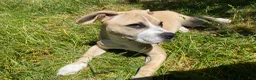 Mixed Breed dogs for sale: Spot - Ad 7