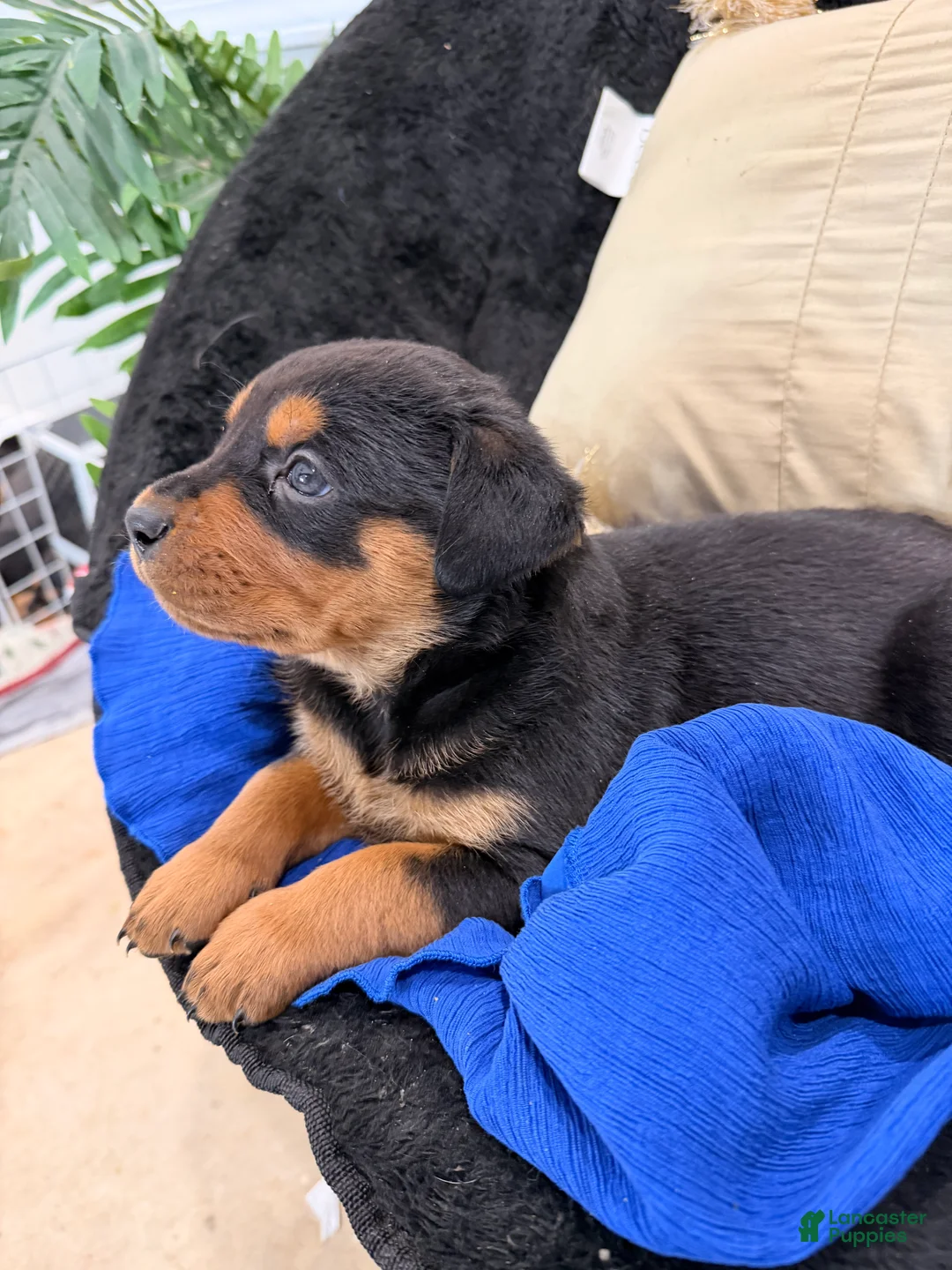 Rottweiler dogs for sale: Rottweiler Puppy 1 - Ad 29