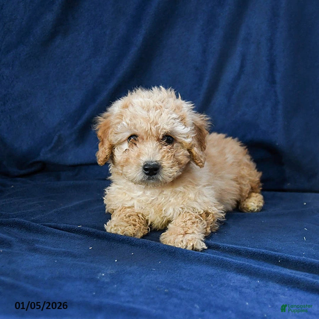 Miniature Poodle dogs for sale: Bruno - Ad 3