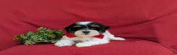 Havapoo dogs for sale: Raydar Hypoallergenic - Ad 7