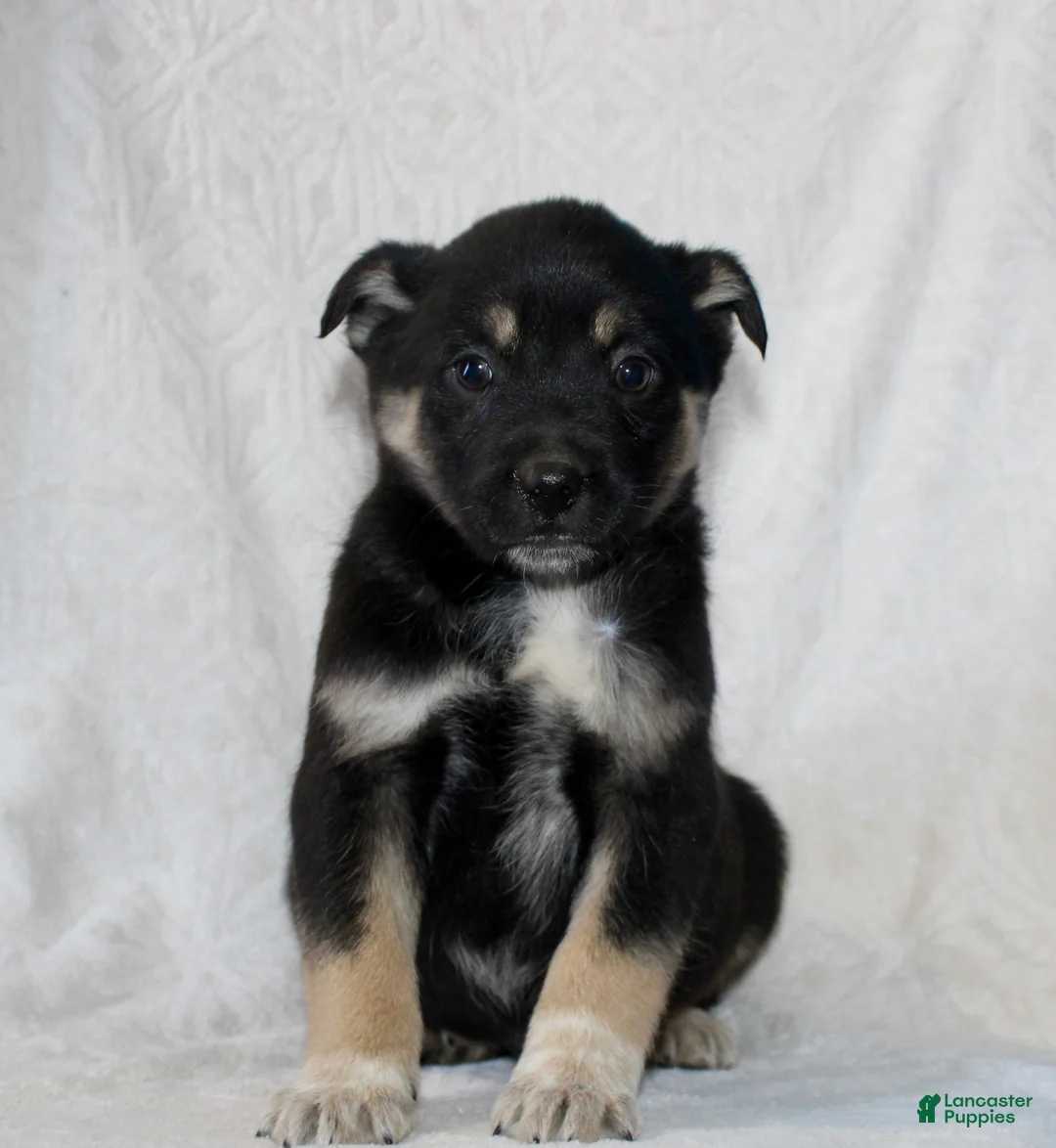 Mixed Breed dogs for sale: Sammy - Ad 2