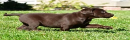 Labrador Retriever dogs for sale: Choco - Ad 6
