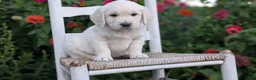 Golden Retriever dogs for sale: Baxter  - Ad 3