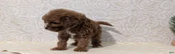 Cavapoo dogs for sale: Chase - Ad 9