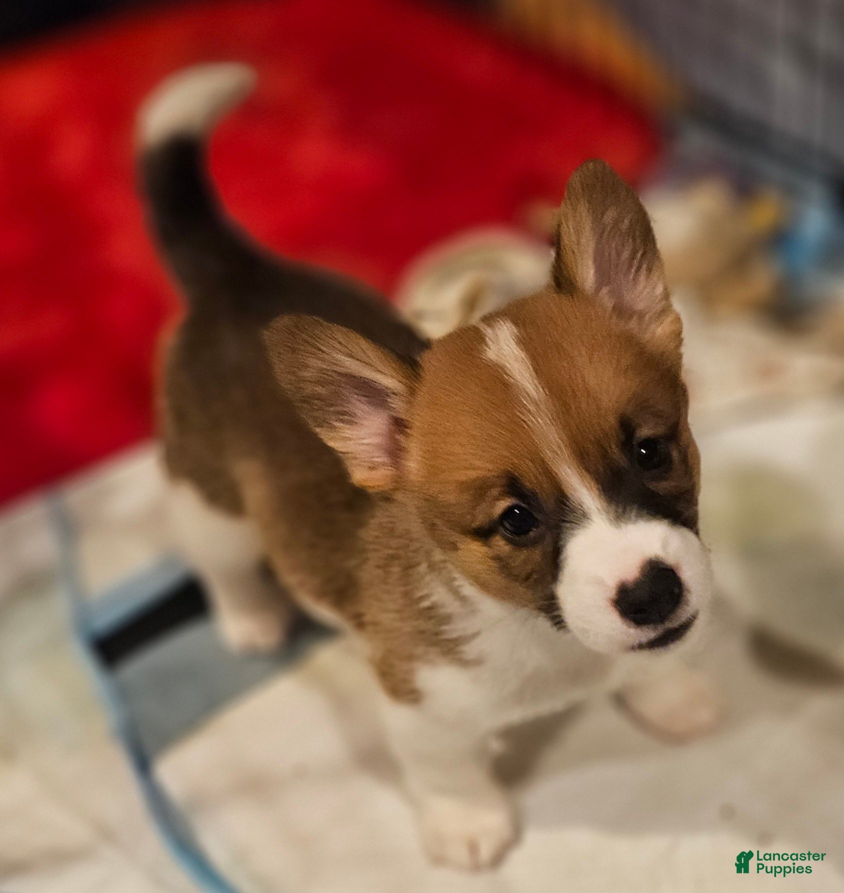 Mixed Breed dogs Callisto - Ad 2