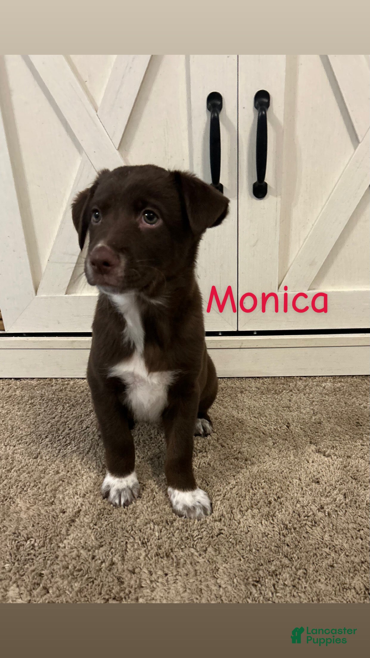 Mixed Breed dogs Monica - Ad 38