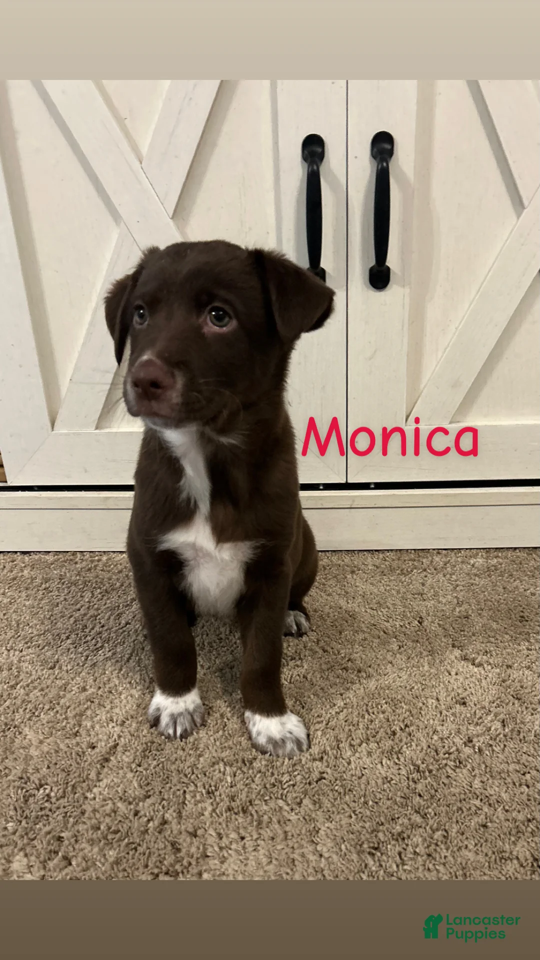 Mixed Breed dogs for sale: Monica - Ad 1
