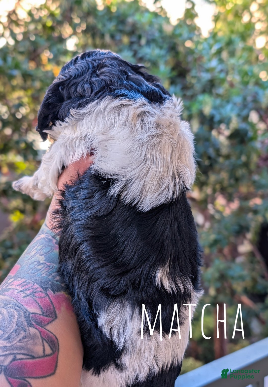 Mixed Breed dogs for sale: MATCHA - Ad 4