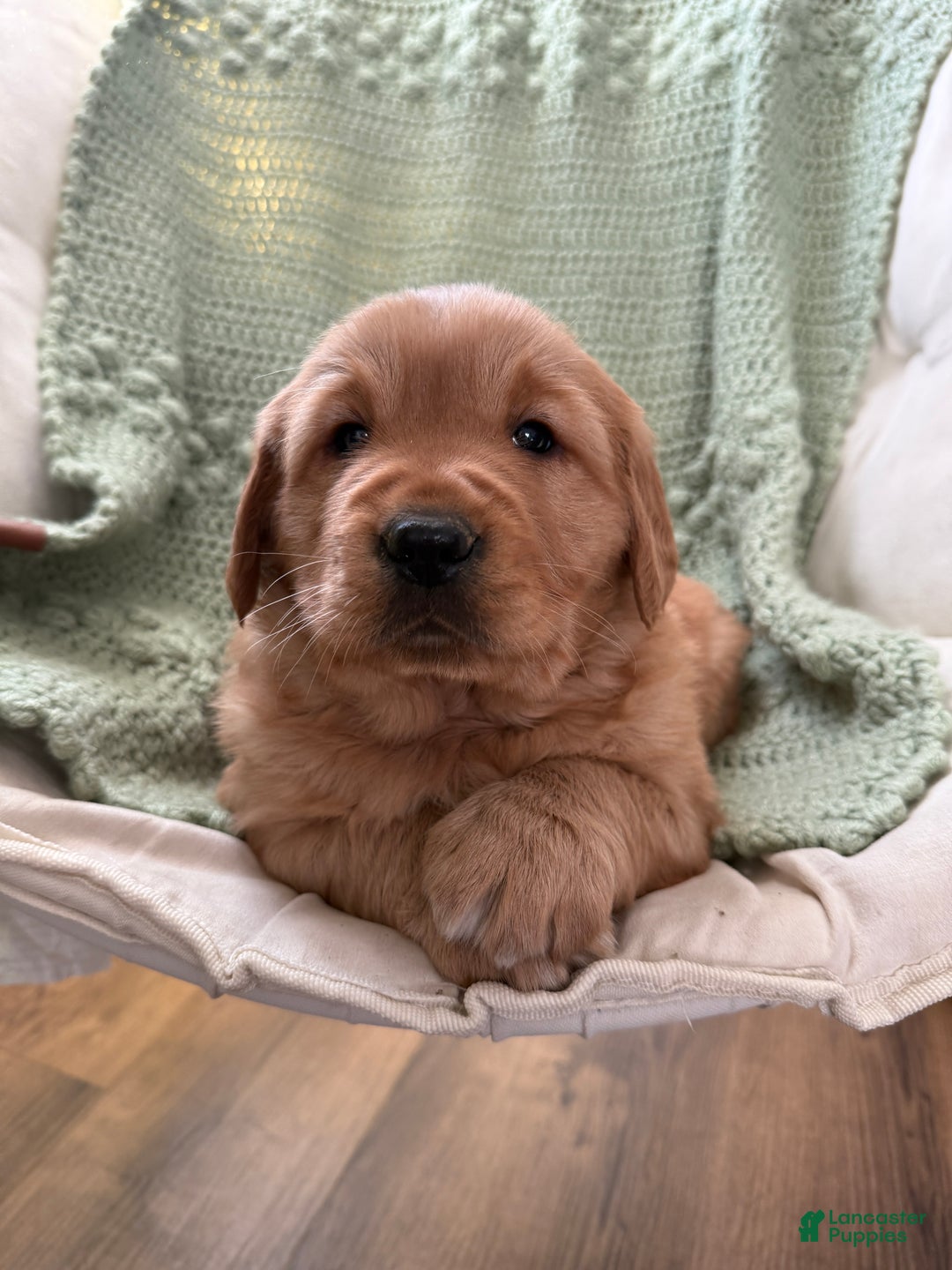 Golden Retriever dogs for sale: Sunny - Ad 4