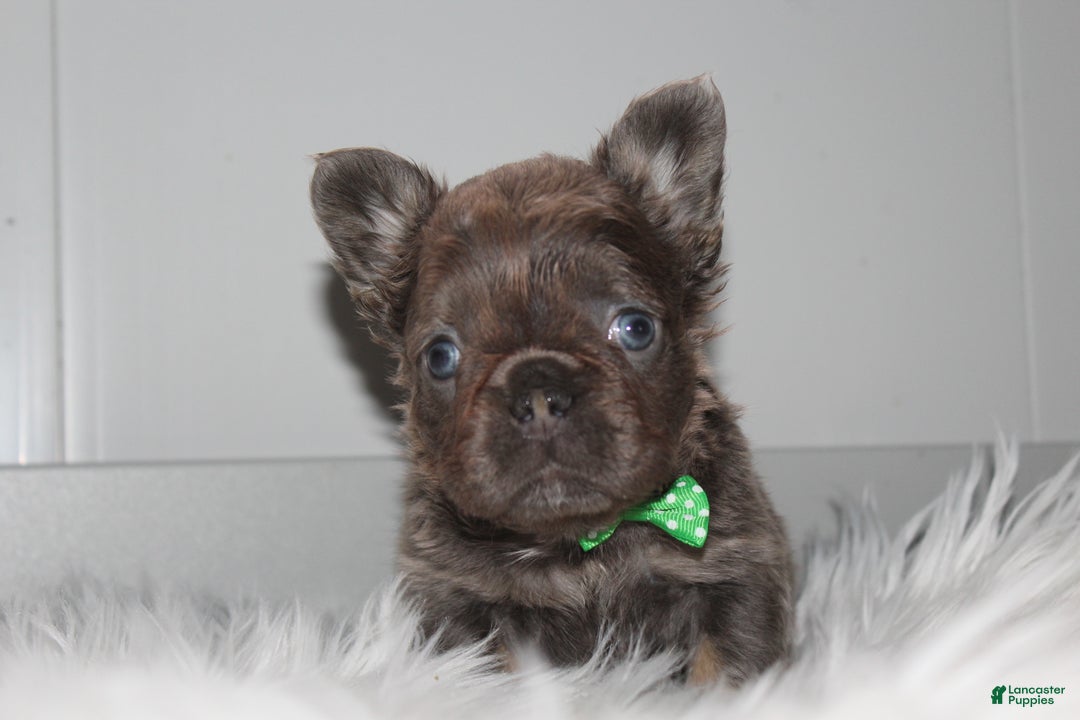 French Bulldog dogs for sale: French Bulldog Puppy 1 - Ad 6