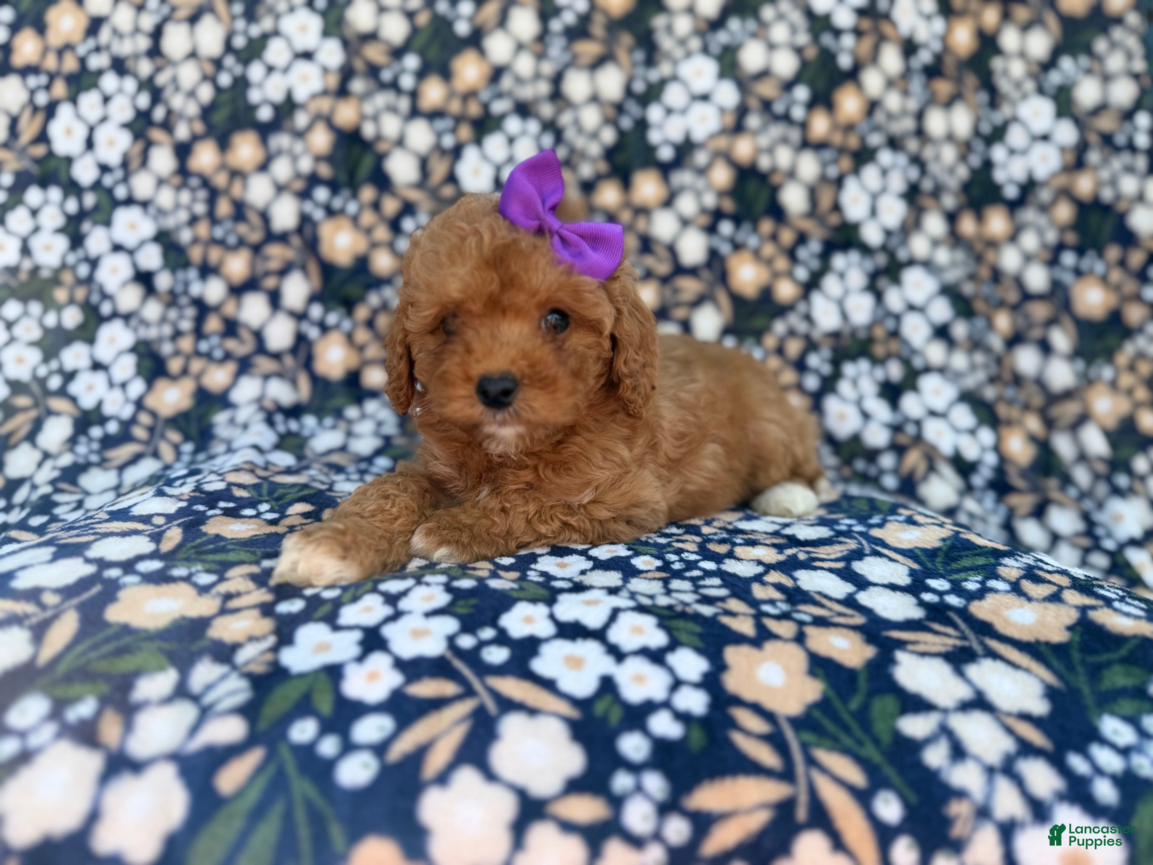 Cavapoo dogs Sienna - Ad 40