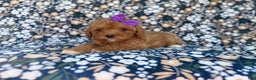 Cavapoo dogs for sale: Sienna - Ad 1