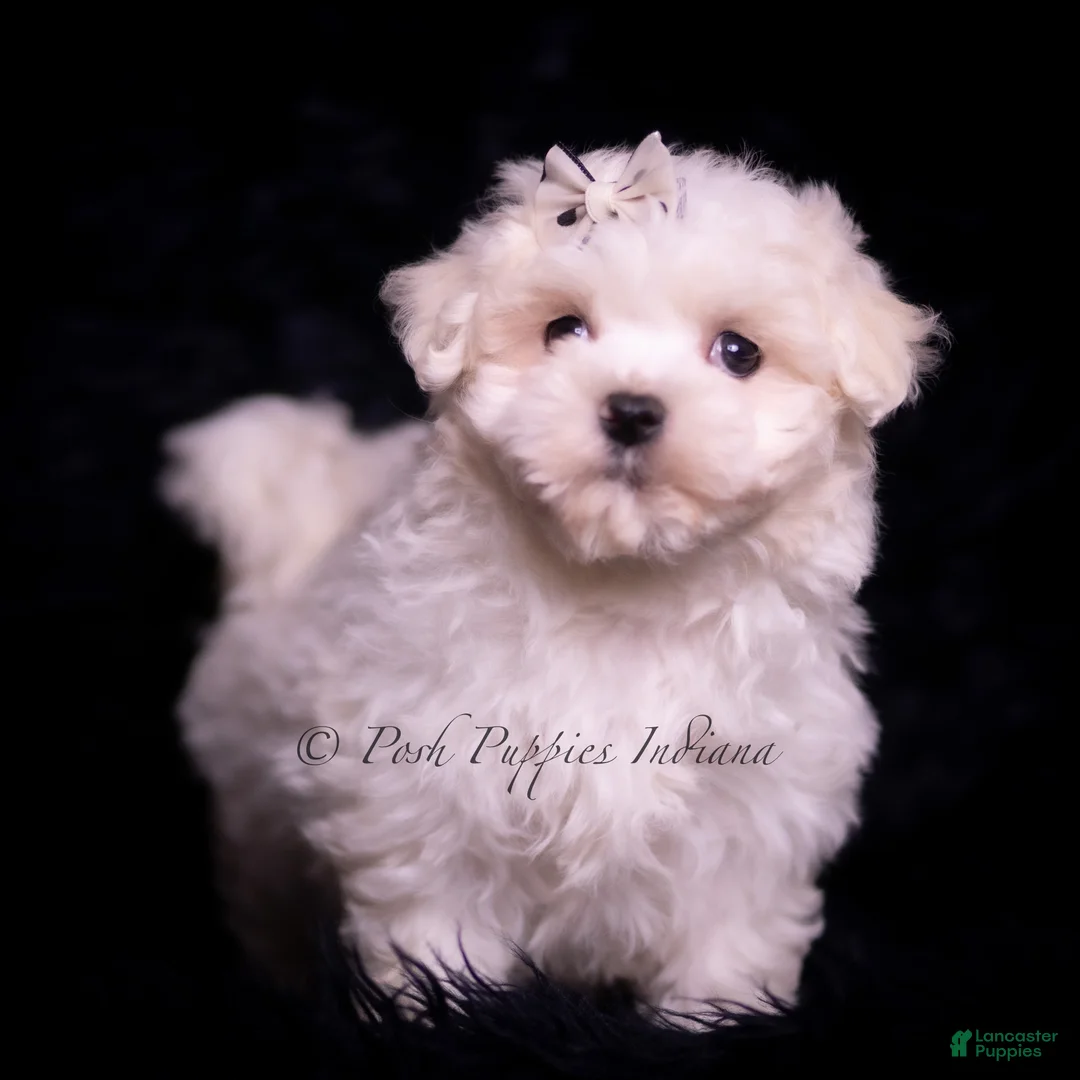 Maltese dogs for sale: Maltese Puppy 1 - Ad 2