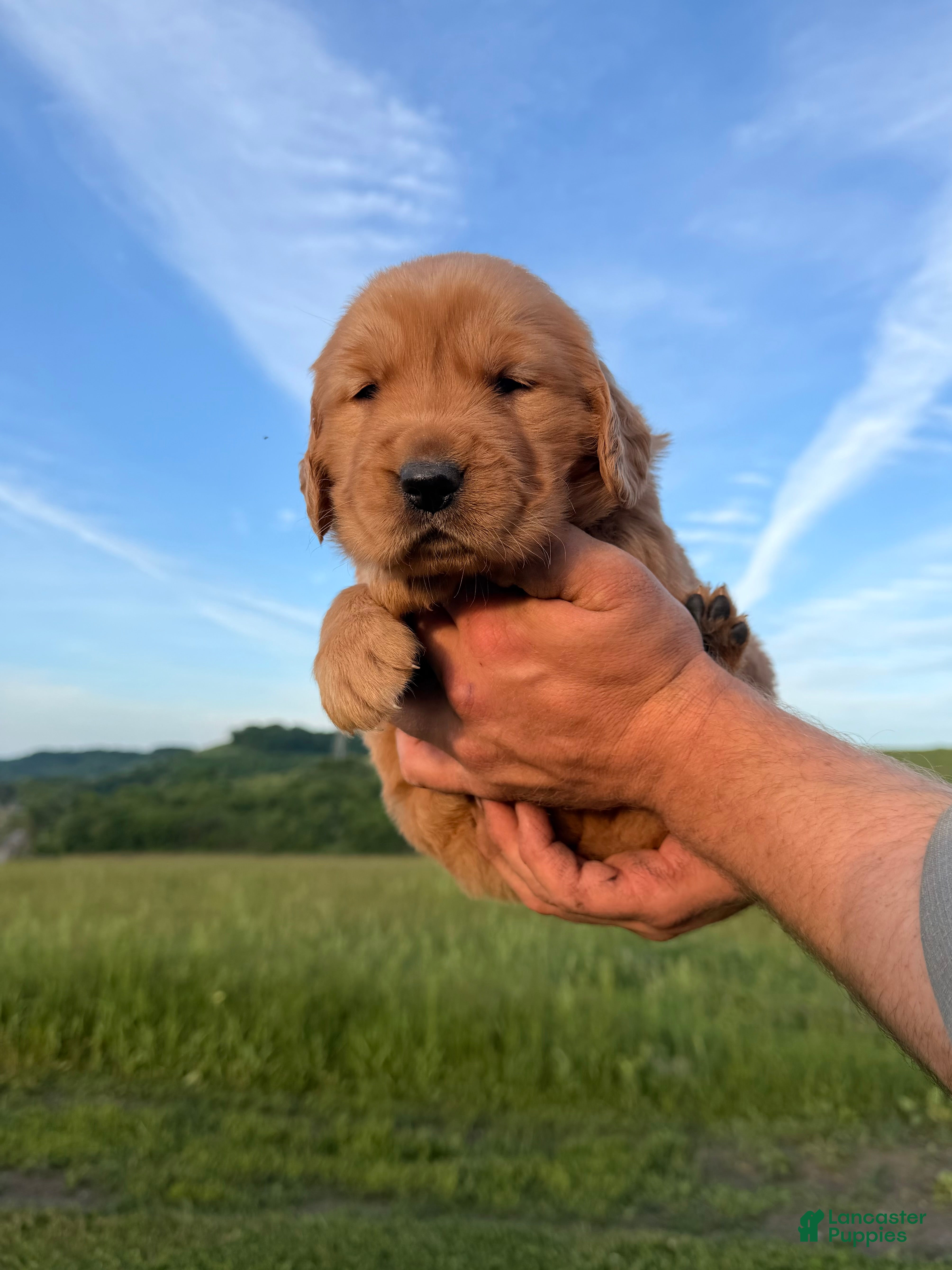 Golden Retriever dogs Honey - Ad 2