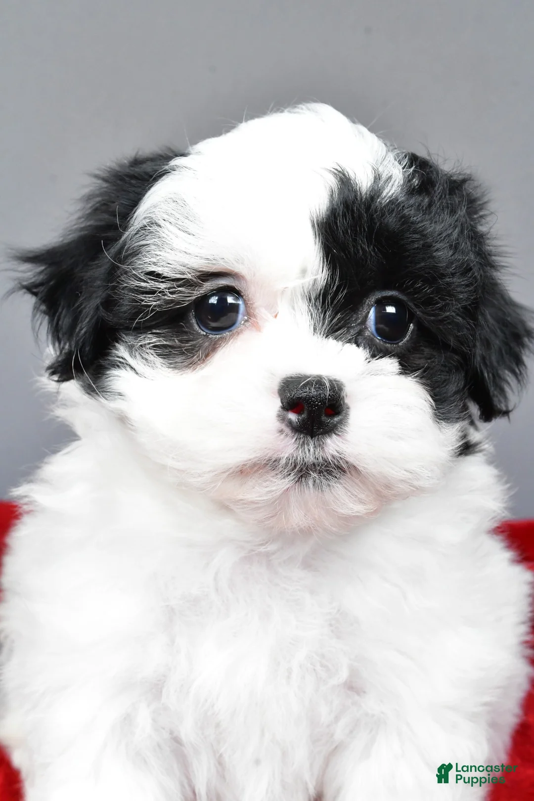 Teddy Bear dogs for sale: quinn - Ad 4