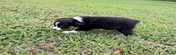 Miniature Australian Shepherd dogs for sale: Miniature Australian Shepherd 3 - Ad 2