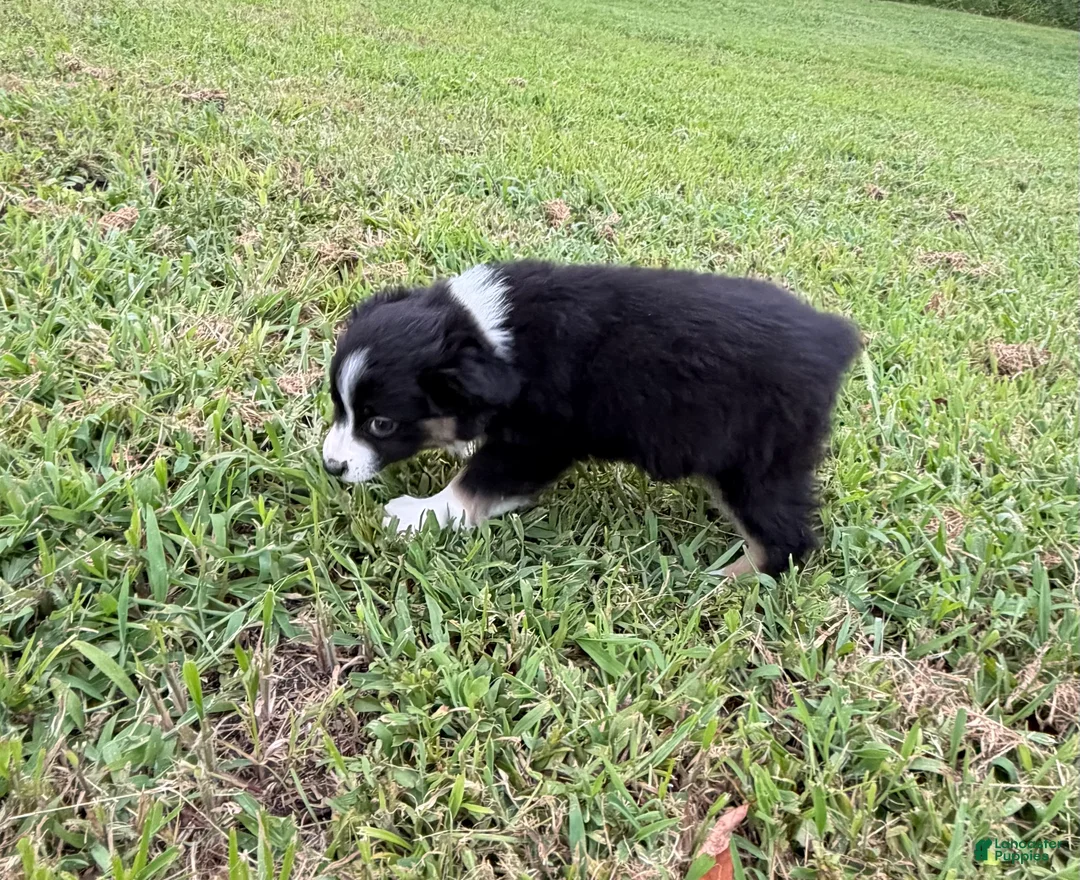 Miniature Australian Shepherd dogs for sale: Miniature Australian Shepherd 3 - Ad 2