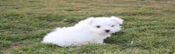 Maltese dogs for sale: Button  - Ad 4