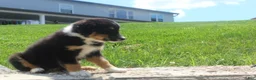 Australian Shepherd dogs for sale: Pansy - Ad 4